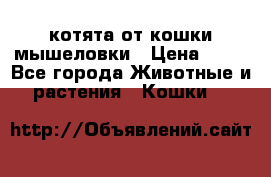котята от кошки мышеловки › Цена ­ 10 - Все города Животные и растения » Кошки   